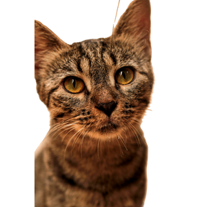 Adorable Close Up Of A Curious Domestic Tabby Cat Looking Directly At The Camera. 12746 - Cat PNG image with transparent background
